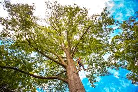Best Tree Preservation Services  in Lake Stevens, WA