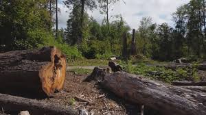 Best Tree Removal  in Lake Stevens, WA