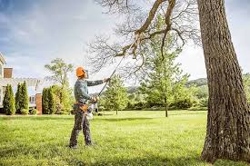Best Tree Cabling and Bracing  in Lake Stevens, WA