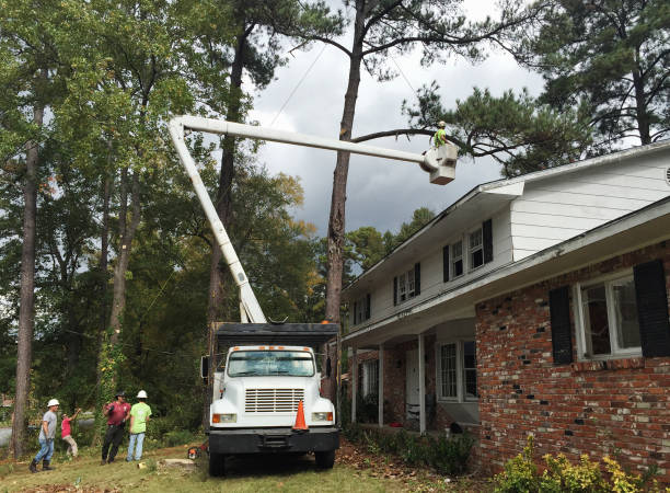 Reliable Lake Stevens, WA Tree Care Solutions