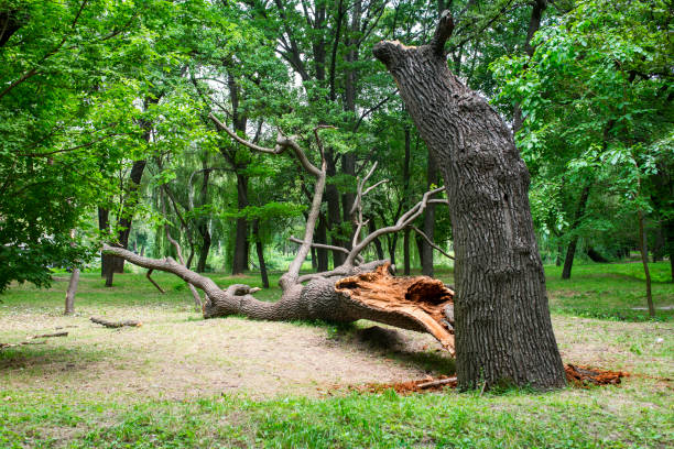 Best Arborist Consultation Services  in Lake Stevens, WA