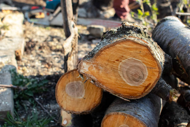 Best Emergency Tree Removal  in Lake Stevens, WA
