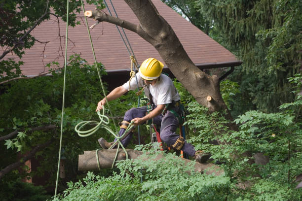 Best Tree Risk Assessment  in Lake Stevens, WA