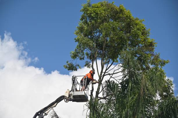 Best Soil Testing and Treatment  in Lake Stevens, WA