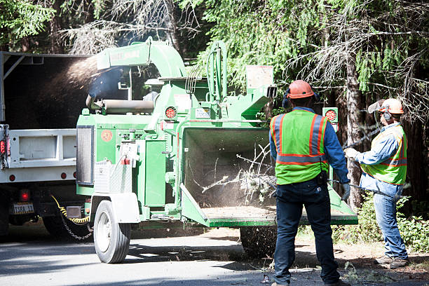 Tree and Shrub Care in Lake Stevens, WA