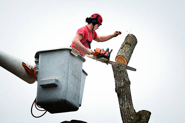 How Our Tree Care Process Works  in  Lake Stevens, WA