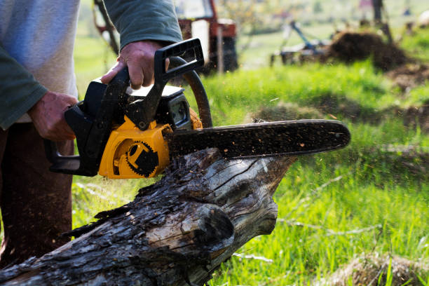 Leaf Removal in Lake Stevens, WA