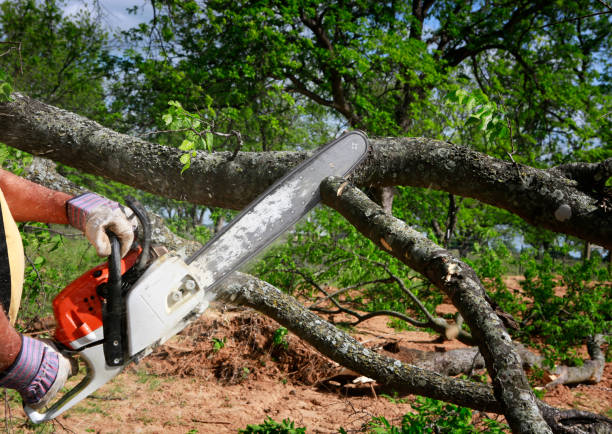 Best Stump Grinding and Removal  in Lake Stevens, WA